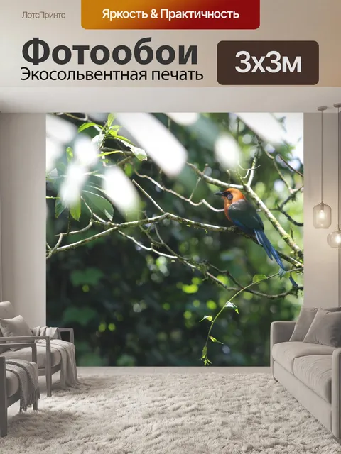 Фотообои Птица Коста-Рики