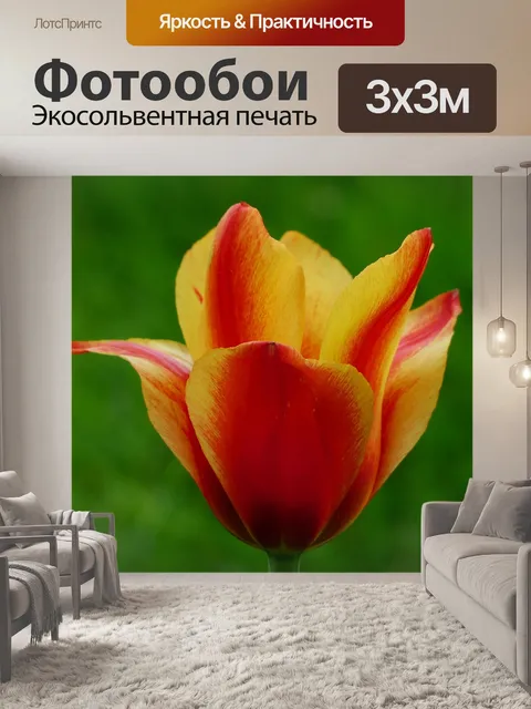 Фотообои Тюльпан