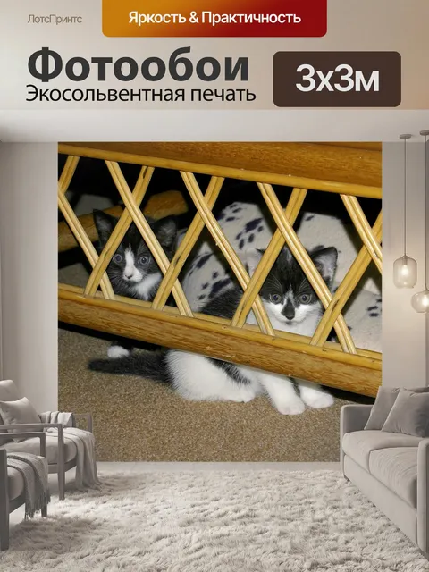 Фотообои Кошка