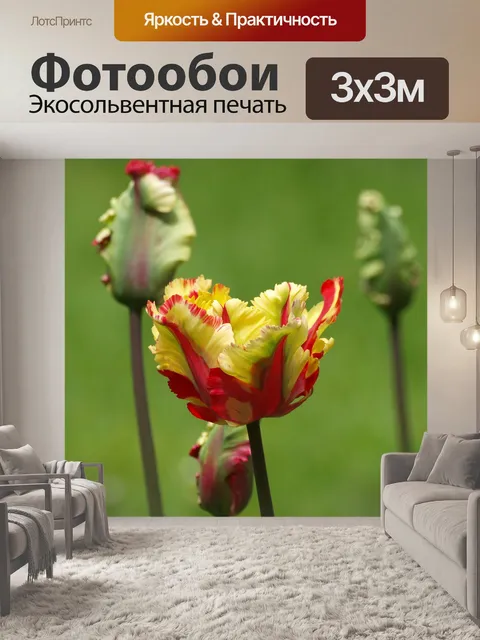 Фотообои Тюльпан