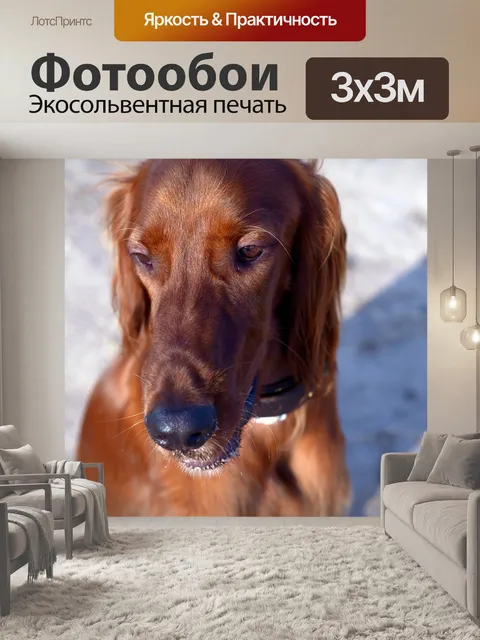 Фотообои Собака