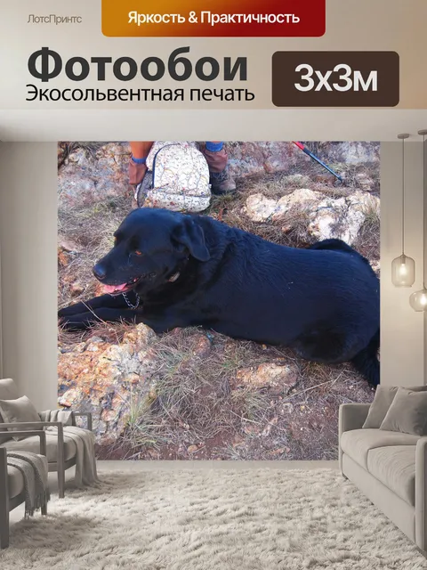 Фотообои черный лабрадор отдыхает в походе