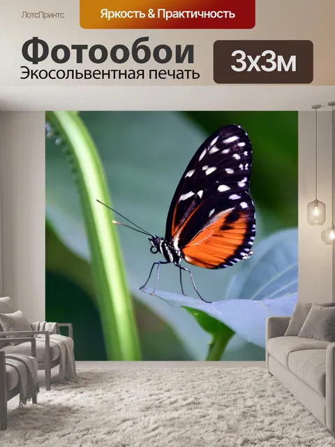 Фотообои Золотая пассифлора мотылек