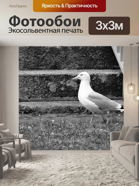 Фотообои Чайка на прогулке