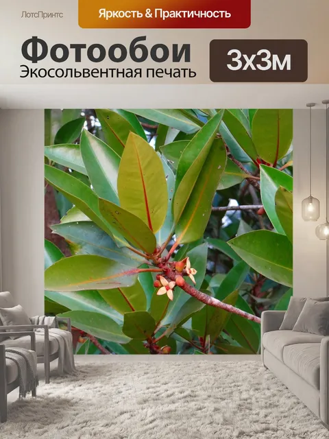 Фотообои Мангровые заросли