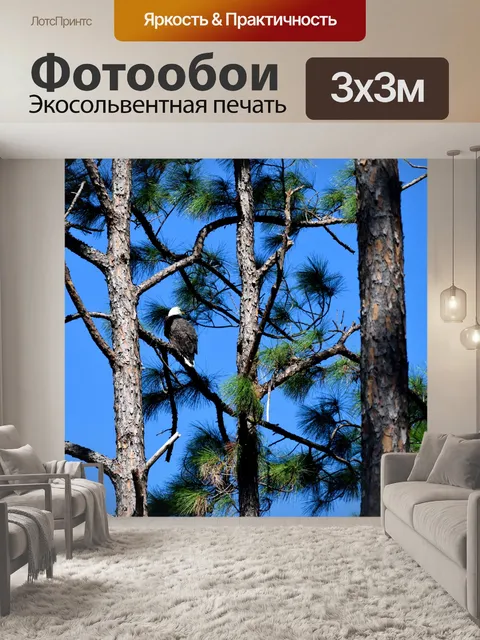 Фотообои Лысый орел