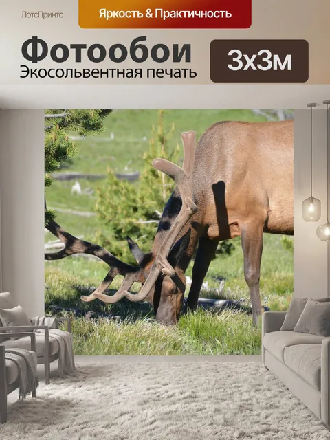 Фотообои Лось