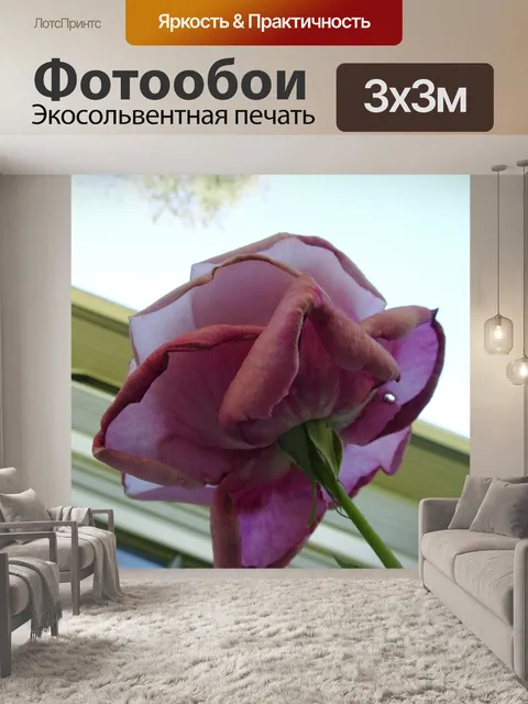 Фотообои Розовая роза 1