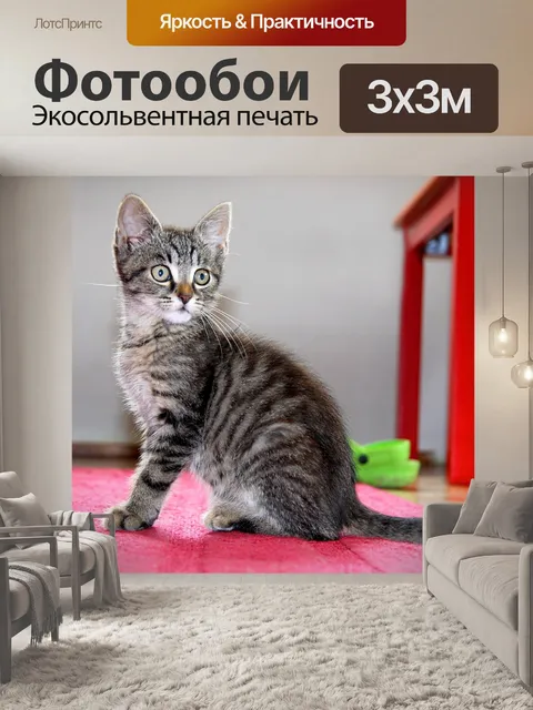 Фотообои Кот