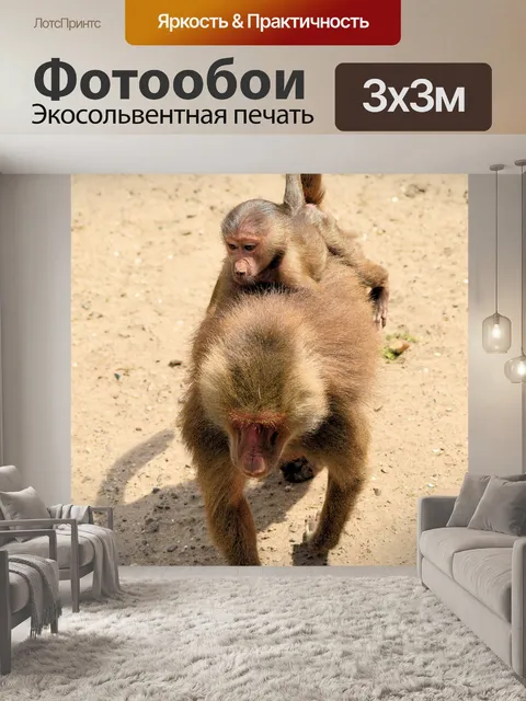 Фотообои Hamadryas бабуины