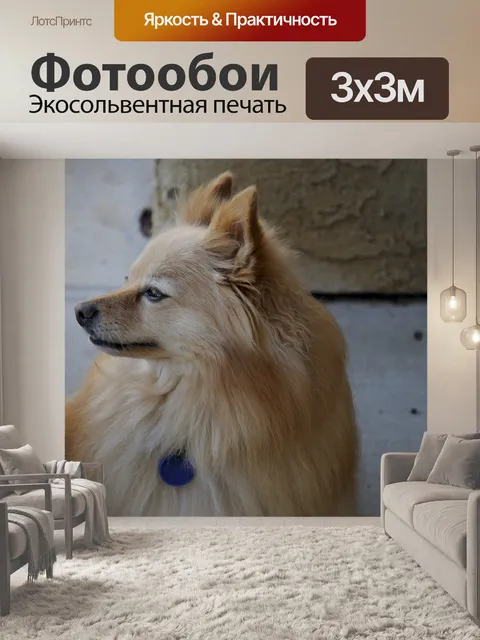 Фотообои Имбирь цвета шпиц собаки