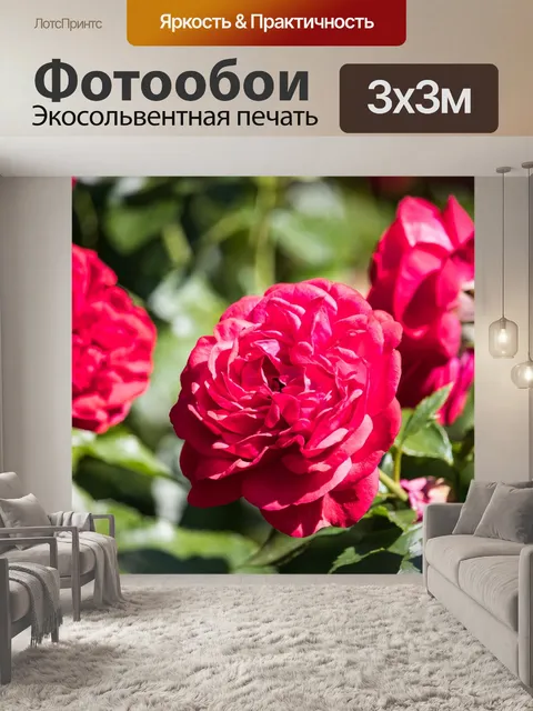 Фотообои Роза