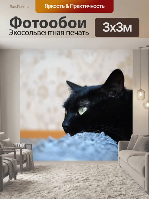 Фотообои Черный кот