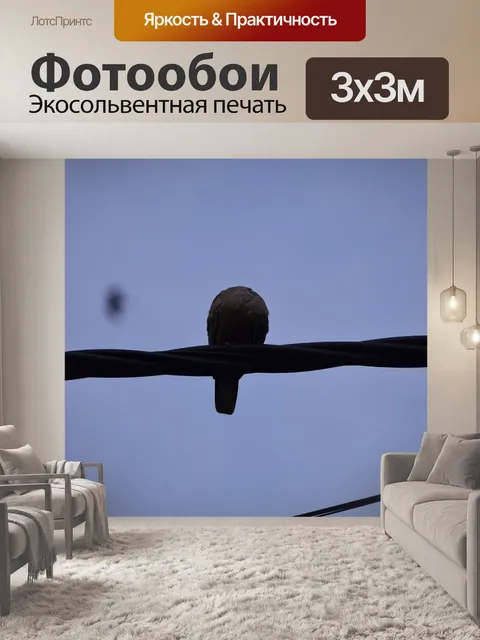 Фотообои Птицы