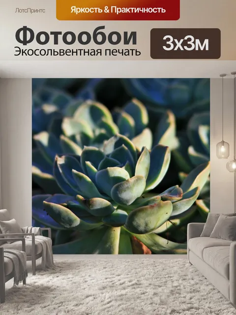 Фотообои сочные розы, Echeveria