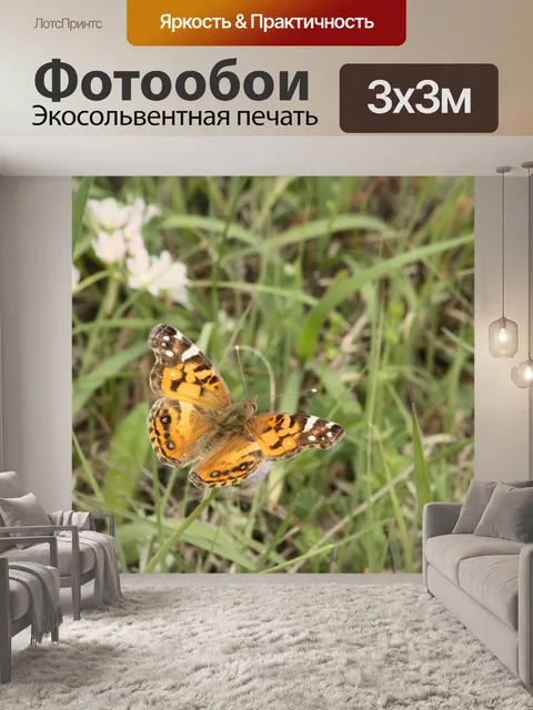 Фотообои Американская леди Бабочка