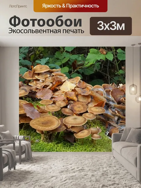 Фотообои Грибы