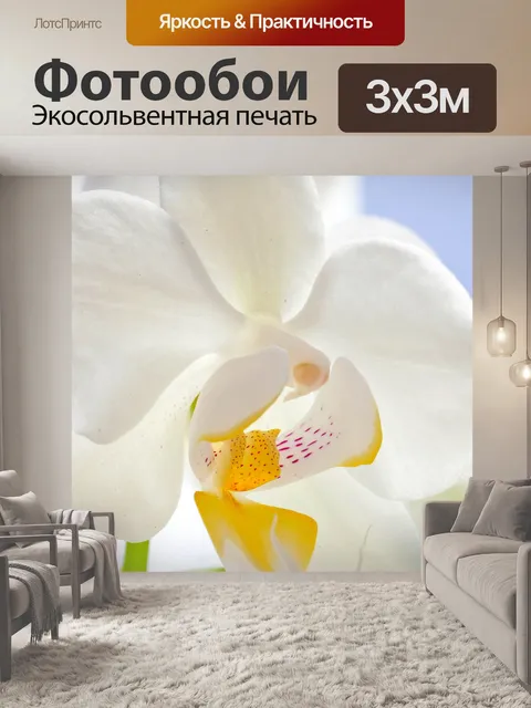 Фотообои Орхидея
