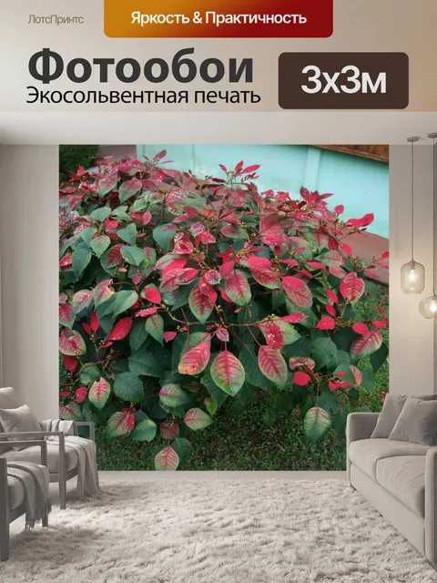 Фотообои Коста-Рика Папоротник