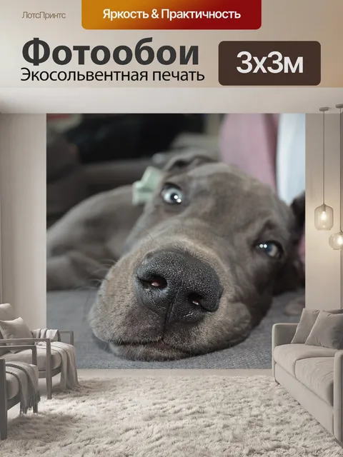Фотообои Собака