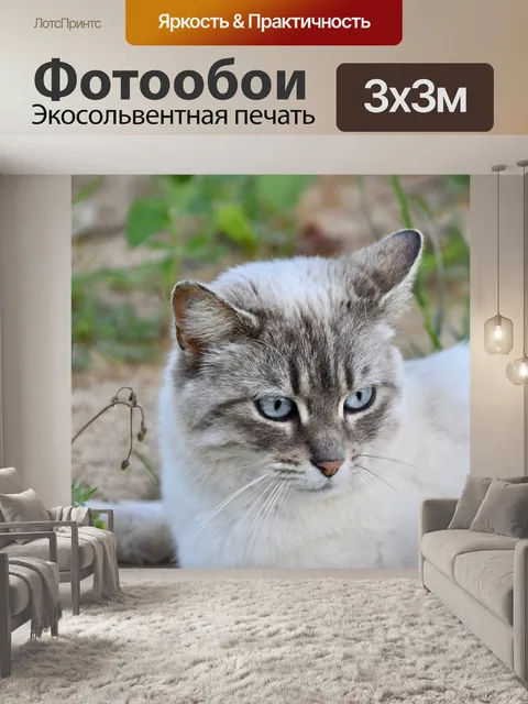 Фотообои Кошка