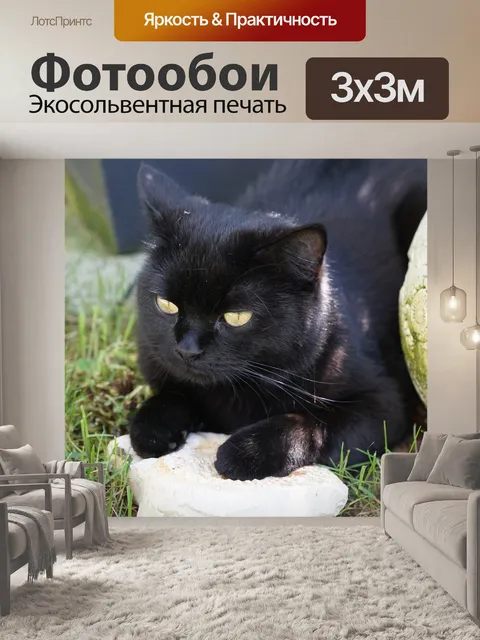 Фотообои Кот