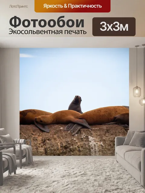 Фотообои Северный морской лев