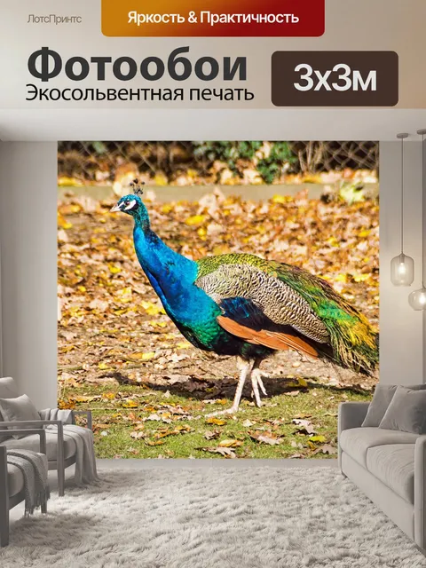 Фотообои Павлин