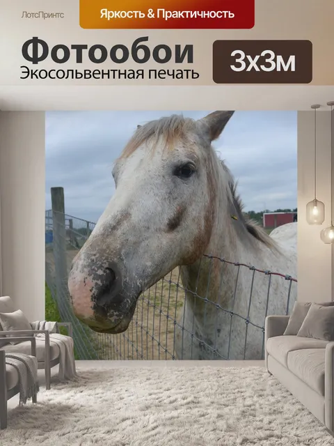 Фотообои Белая лошадь