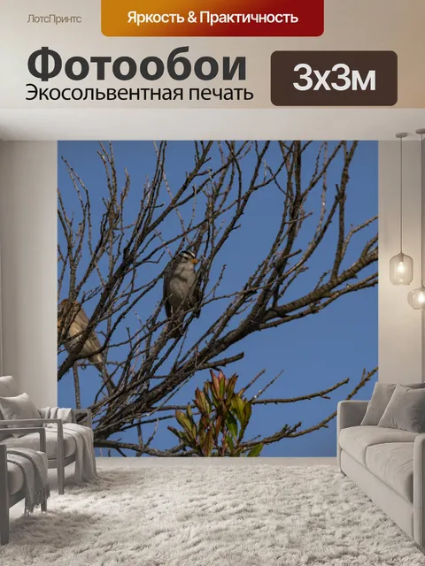 Фотообои Белый венценосный воробей