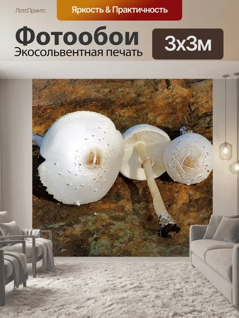 Фотообои Три белых гриба-аманиты