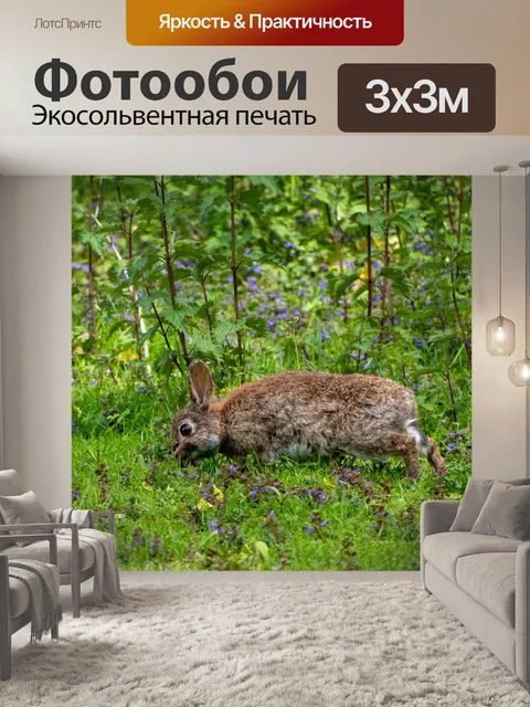 Фотообои Дикий кролик