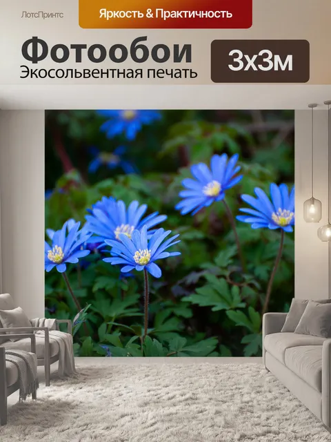 Фотообои Голубой цветок, восточный анемон