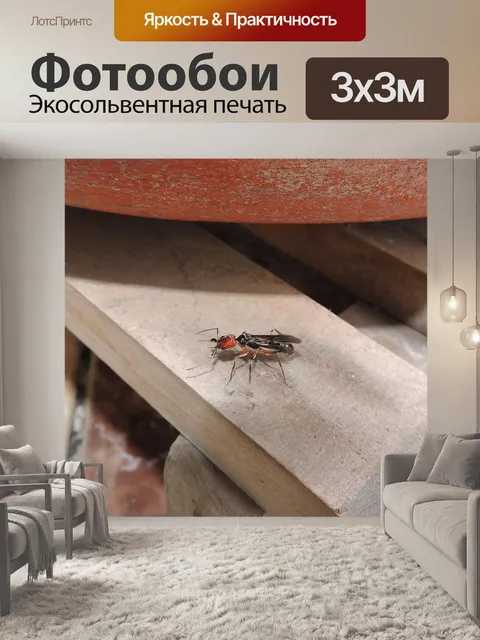 Фотообои Картинки