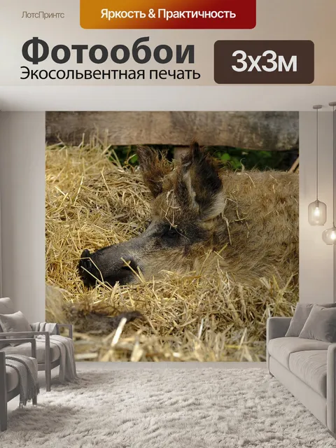 Фотообои Свинья