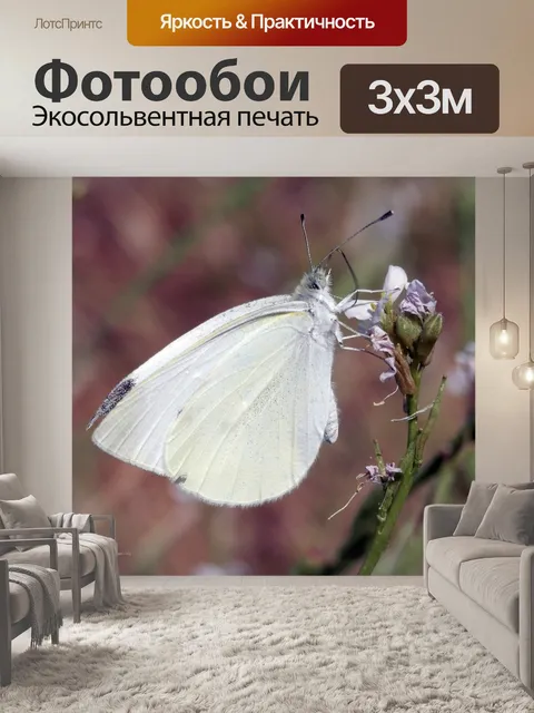 Фотообои Белая бабочка