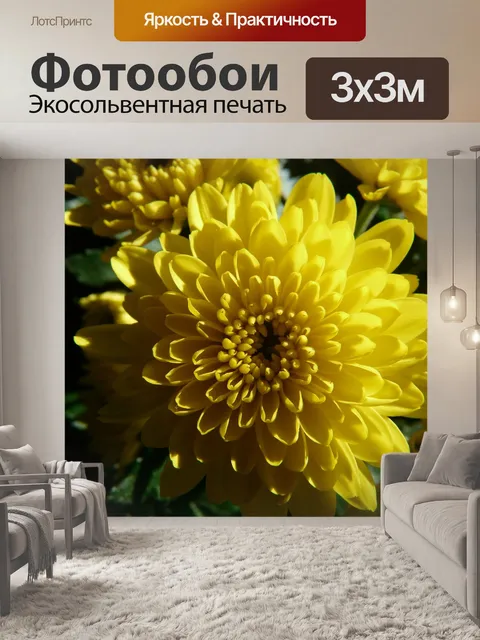 Фотообои Садовые хризантемы