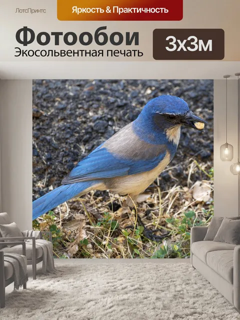 Фотообои Скраб Голубая сойка