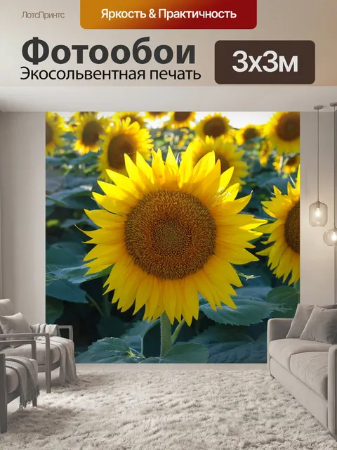 Фотообои Подсолнечник