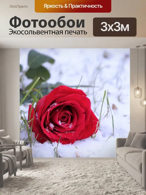 Фотообои Красная роза в снегу