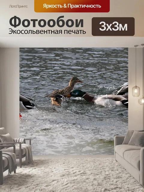 Фотообои Утки