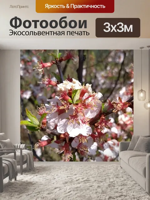 Фотообои Ветка вишни