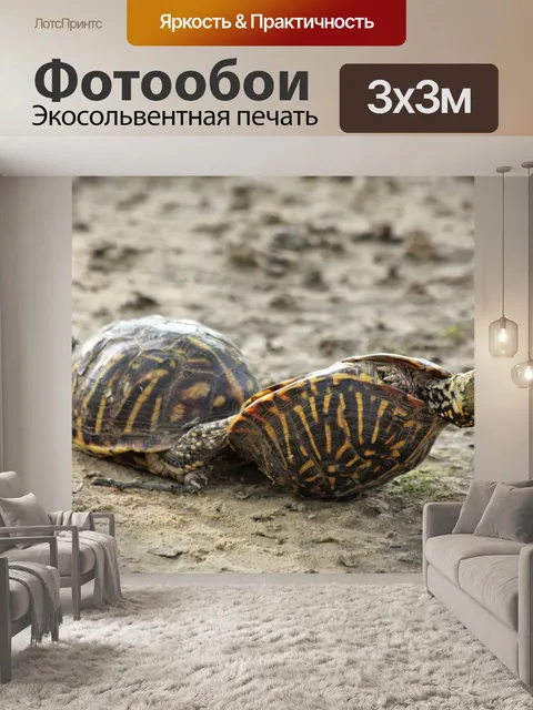 Фотообои Черепаха Любовь