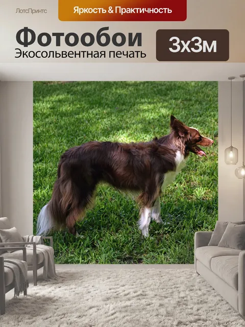 Фотообои Бордер-колли