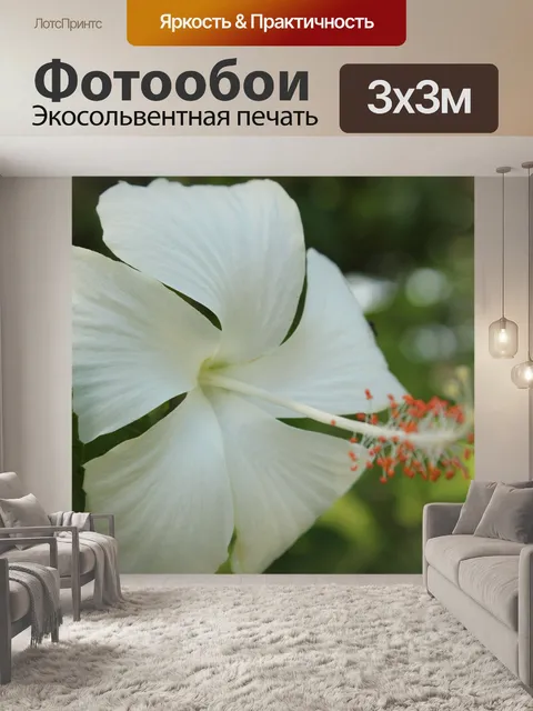 Фотообои белый цветок gumamela