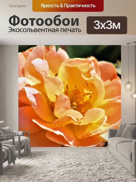 Фотообои Персик цветной розы крупным планом