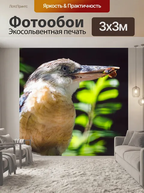 Фотообои Синяя крылатая кукабарра