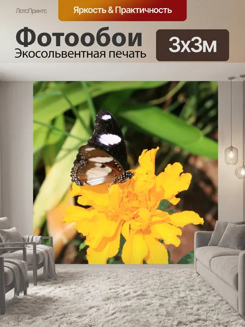 Фотообои Желтый календулы цветок и бабочка