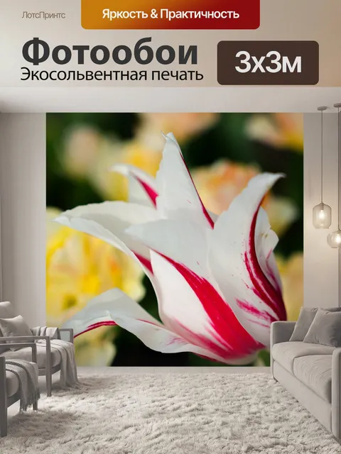 Фотообои Тюльпаны