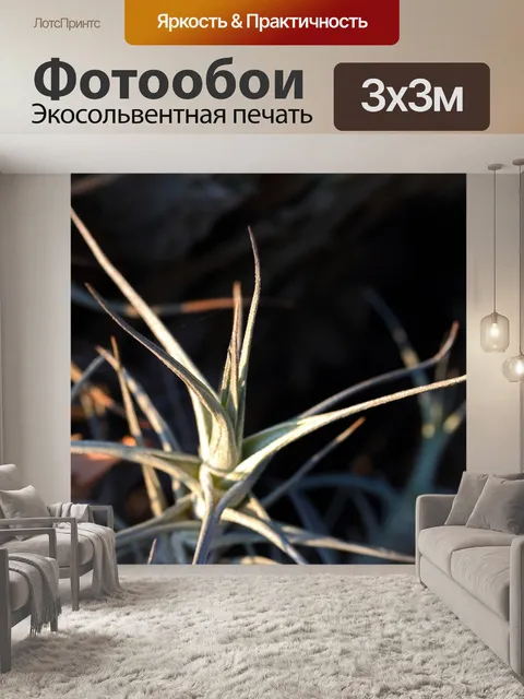 Фотообои гроздь листьев эпифита в солнечном свете